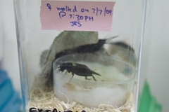 gr_female