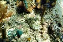 M0013627